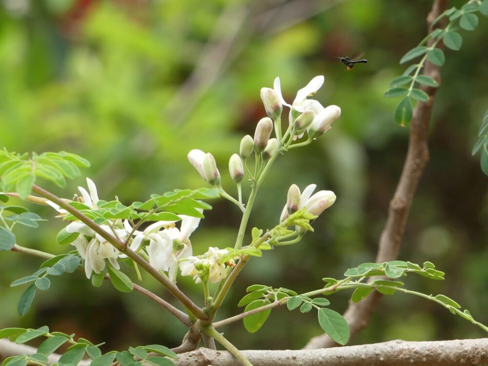 A blossoming Moringa trtee with white flowers