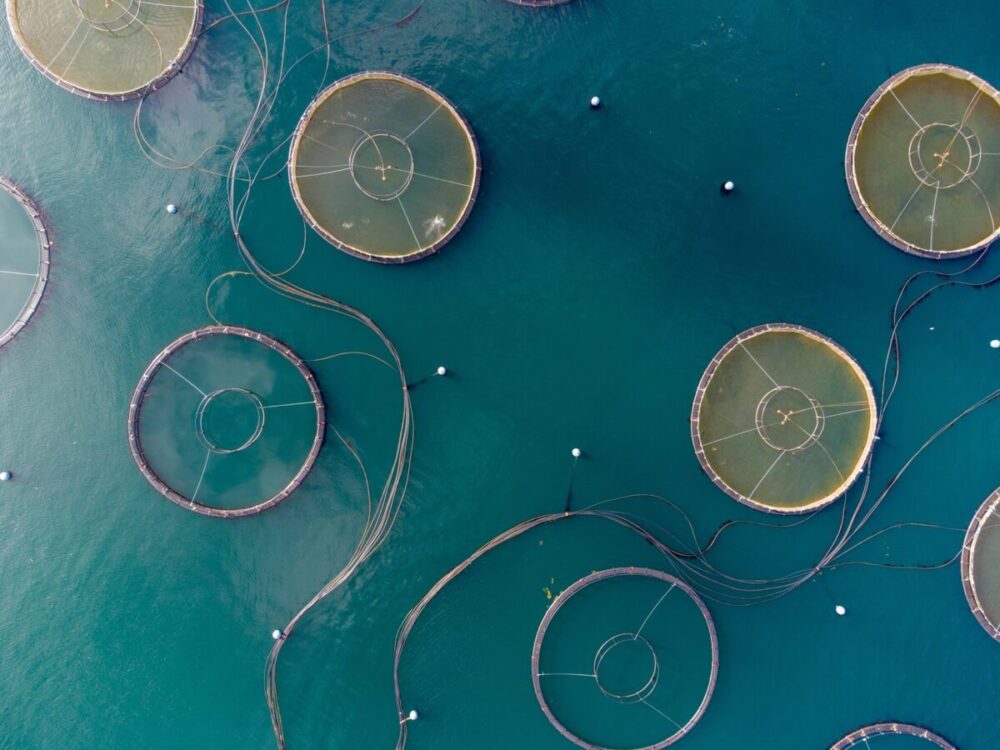 Aerial view of fish farm pens